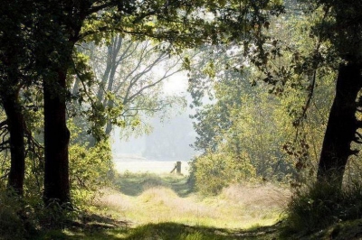 al wandelend door het bos, opzoek naar mistige opnamen's
kwam ik dit tavereel tegen.(zonder teveel aan ruis?)
met mijn 100 - 300 lens op 100, vind ik dit wel een bijzondere opname. vooral door de verschillend verlichte delen (kamers) van de foto.