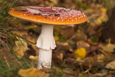 Canon 40D + Sigma 150mm F2.8
Opeens kom je op een plekje waar diverse Vliegenzwammen staan. Een veel gefotografeerde soort. Maar deze soort wordt er voor mij niet minder mooi om. Als ik aan herfst denk dan komt deze soort het eerst in me op.

Donkere omstandigheden
Op de grond liggend met het toestel op een handdoek. Afgedrukt met de afstandsbediening