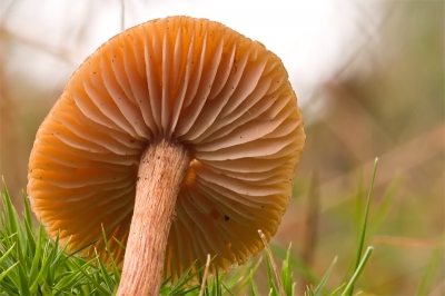 Canon 40D + Sigma 150mm
Gevonden aan de rand van een gemend bos. Het was een donkere dag maar aan de rand van het bos had ik toch wat beter licht. De Fopzwam stond op een soort van verhoging en hing erg naar n kant. De keuze tussen deze of andere recht opstaande Fopzwammen fotograferen was niet moeilijk. Mooi gelegenheid om ook dit eens te proberen met de pas aangeschafte lens. 

Plat op de grond liggen en camera op een handoek. Afgedrukt met de afstandsbediening.