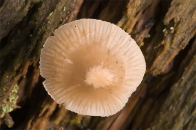 De sigma 150mm nog maar kort in mijn bezit . De 1.4tc volgde een paar dagen later dus ook maar even expirimenteren met de 1.4TC. Gemaakt onder vrij donkere omstandigheden. Statief over de boomstam heen gezet, scherpgesteld met autofocus en afgedrukt met afstandsbediening. Beetje geholpen door wat vaag zonlicht wat door de bewolking kwam.