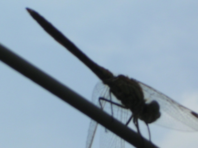 Deze foto is gemaakt in de achtertuin op de waslijk met een digitale compactcamera zonder telelens