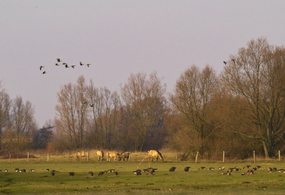 <i class='fa fa-user'></i> Henk van den Born | Natuurgebied Grensmaas  <i class='fa fa-eye'> 199</i>   <i class='fa fa-comment-o'> 0</i>