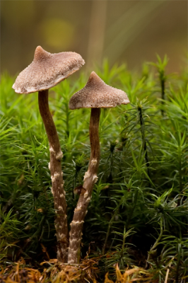 Canon 40D + Sigma 150mm F2.8
Vandaag was het eindelijk droog en ik kon het dan ook niet laten om even het bos in te gaan. Hopelijk krijgen we later deze week wat meer zon en dus wat beter licht. diependal barst werkelijk van de paddestoelen/zwammen.

Deze soort vond ik langs een sloot onder wat ouder loofbomen groeiend uit het mos. Plat op de buik liggen, camera op een handdoek en afdrukken met de afstandsbediening. Helaas zeer slechte lichtomstandigheden.