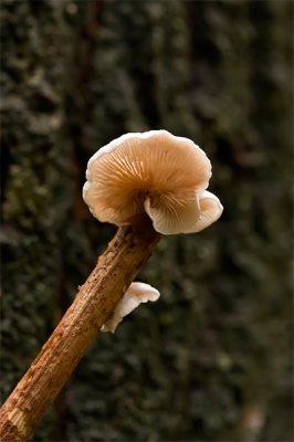 Canon 40D + Sigma 150mm F2.8 
Zeer slechte weers en dus licht omstandigheden.
Beetje struinen door een stukje bos met zeer veel dood hout leverde dit op. Heb er maar het beste van proberen te maken met zo weinig licht.

Vanaf mijn tripod tegen een donkere achtergrond afgedrukt met afstandsbediening.