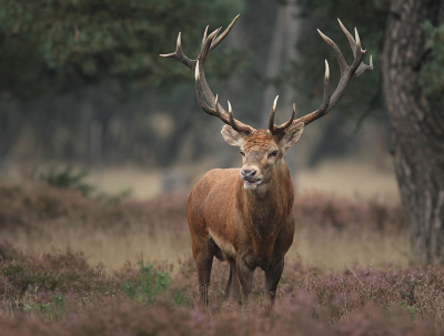 Een opname van de bronst van 2008, een frontale opname dwingt respect af voor het enorme mooie dier.