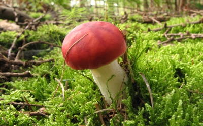 Heerlijk wandel weer, tijd voor paddestoelen etc is weer op komst. Kleurcombinatie vindt ik wel mooi.