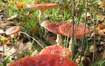 Zoveel vliegenzwammen om je heen, een echte herfstfoto, bladeren, gras, goed weer etc.