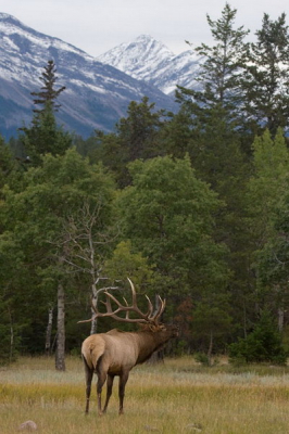 Ook in Canada was het in september bronsttijd (rutting season) waar deze mannetjes elk in Jasper NP is gefotografeerd. Het burlen is niet zo indrukwekkend als 'onze ' edelherten. Heb bewust ruimte gelaten om het hert om wat van de (mooie) omgeving te laten zien