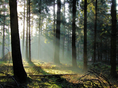 <i class='fa fa-user'></i> klomp | Zonnestralen in het dennenbos  <i class='fa fa-eye'> 333</i>   <i class='fa fa-comment-o'> 13</i>