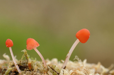 het was 's ochtend een beetje mistig maar toen de zon eenmaal doorkwam was het weer genieten met de regenkleding aan in het zeiknatte mos gaan liggen en ben wel tevreden met het resultaat