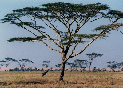 Een typisch Afrikaanse beeld.