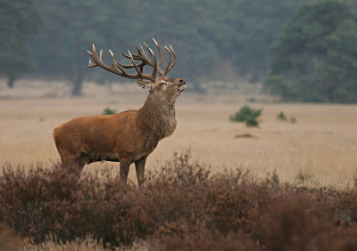 De opnamen van de fraaie edelhertenbronst van zondag 21 september 08 nog eens doorgekeken. We hopen er volgend jaar wederom van te mogen genieten. Nog een keertje het misschien wel meest gefotografeerde plaatshert langs de Wildbaanweg.