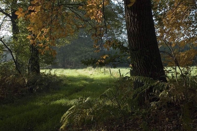 opzoek naar paddestoelen, liep ik dit mooi 
verlichtte, door herfstbladeren omzoomd
bospad in. doordat de zon nog niet zo hoog stond
maar wel krachtig scheen,kreeg ik een mooie belichtte
opname.