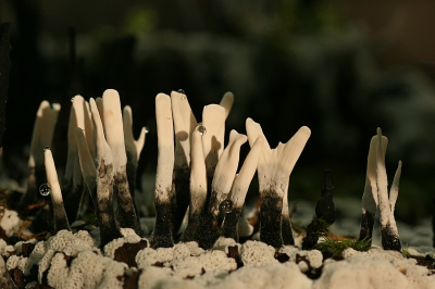 Toen ik door de zoeker keek dacht ik eerst dat ik met Arjen op poolexpeditie was. Het lijkt wel een klein landschapje. Helaas het was in Horsterwold, in het donkere bos op een stam stond het Geweizwammetje met Coriolellus albidus een platgroeiende zwam die op stammen en takken voorkomt.