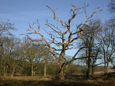 <i class='fa fa-user'></i> Agnes Bax | Oude boom in de duinen  <i class='fa fa-eye'> 175</i>   <i class='fa fa-comment-o'> 4</i>