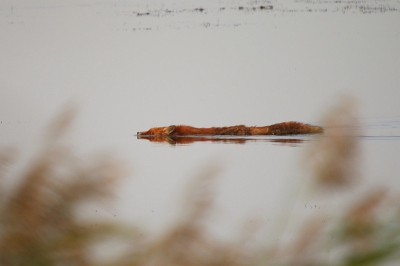 vanmiddag voor het eerst sinds lang weer eens in het Harderbroek wezen wandelen. Op zoek naar bijvoorbeeld baardmannen werd mijn aandacht getrokken door een vrij snel overstekende 'boomstam' in het water...uiteraard richt je dan de camera daar op en het resultaat vond ik erg leuk!...volgens mij de eerste zwemmende vos op nederpix?