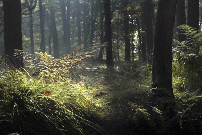 met de ochtend zon, krijgt het bos zijn karateristieke
geheimzinnege sfeer weer terug.
wat hier mooi zichtbaar word.