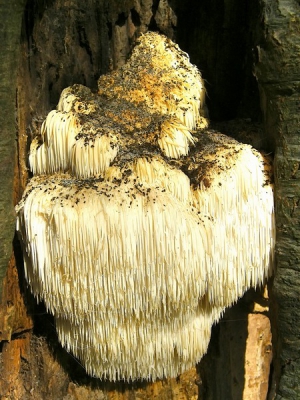 Zonnige dag.
Zwam hing in een holte van een oude beuk.