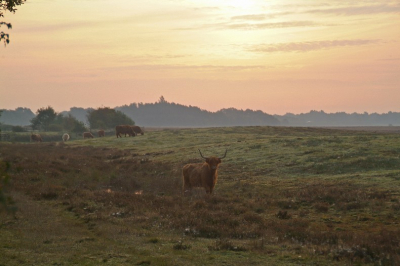 Vroeg in de ochtend op pad gegaan. het was heerlijk licht toen. mooi landschap met hooglanders er in. ik heb gekozen om bij landschap te uploaden.