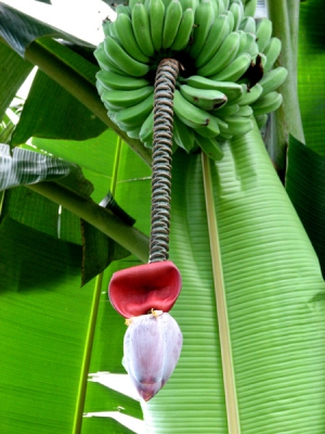 <i class='fa fa-user'></i> marijke kanters | Banaan  <i class='fa fa-eye'> 257</i>   <i class='fa fa-comment-o'> 1</i>