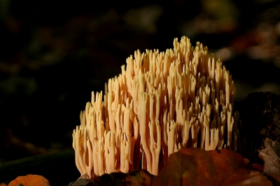 Deze rechte koraalzwam met natuurlijk zonlicht gemaakt, spiegels in de tas laten zitten.