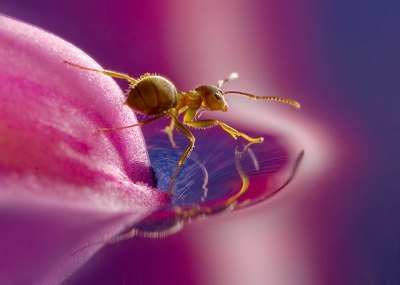 Lasius flavus / Gele weidemier / Yellow meadow ant