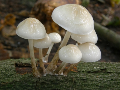 Aangetroffen op omgevallen boom op bewolkte dag. De hele stam was bezaaid met deze zwammetjes.