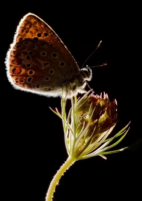 deze foto heb ik sochtends rond een uur of 7 gemaakt ergens in juli, alle vlinders zijn dan aan het ontwaken en het is een gezellig gegons van bijen en getjilp van krekels.