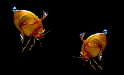 Voor deze foto heb ik een soort aquarium gebruikt.
De belichting komt van boven,maar wordt weerkaatst door de bodem zodat je een mooi uitgelicht geheel krijgt.