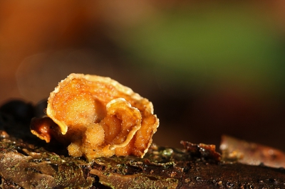 Gevonden in een bos waar veel paddestoelen stonden, bekende en onbekende