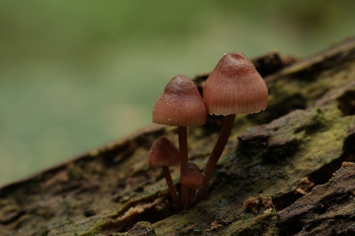 Gevonden in een bos waar veel paddestoelen stonden, bekende en onbekende.