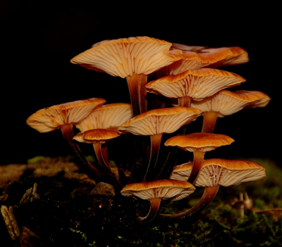 deze fluweelpootjes stonden boven op een omgevallen loofboom, de foto tegen de avond gemaakt, een klein beetje ingeflitst