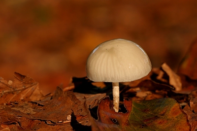 Voorzichtig loopt ik altijd door de percelen bos om niks te beschadigen, zodat de myceliumdraden in de grond die met de stammen, takken en vruchtlichamen verbonden zijn andere jaren weer een kans te geven. Zodat een ander er ook van kan genieten. van de ongeveer 50 exemplaren die ik op die middag tegenkwam stond deze mooi om te platen.