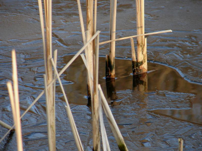 <i class='fa fa-user'></i> andrea | Rietstengels in dicht vriezend water  <i class='fa fa-eye'> 88</i>   <i class='fa fa-comment-o'> 3</i>
