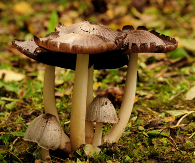 het was vrij bewolkt weer , foto gemaakt langs een pad vlak bij het water, waar vrij veel paddestoelen stonden.