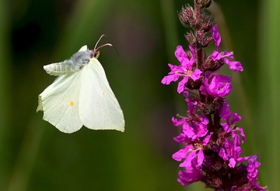 Citroenvlinder in de vlucht in Juli, toen het weer tenminste nog mooi was, paar foto's met een laag F-getal van geschoten en de mooiste er uit gezocht