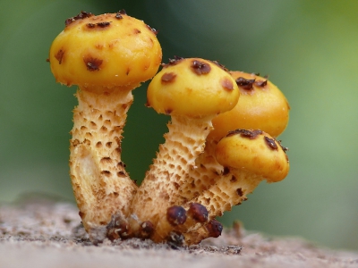 Trof deze bundelzwam aan op een recent afgezaagde stronk beukenhout. De duidelijk gele kleur onderscheid 'm van de schubbige bundelzwam.