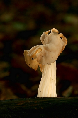 Dit blijven toch de favorieten onder de Paddo's. Gezien hun uiterlijk en vorm. En wanneer ze in een donker stukje staan, en de zon schijnt erop lijkt het net of er elfjes in het bos lopen.