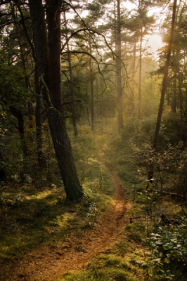 Ik sta hier op een steil heuveltje van ca. 3-4 meter hoog, maar door de groothoek lijkt het wel een vlak bospad.  Deze foto is gemaakt vlak voor dat het echt donker wordt in het bos, opkomende mist en een hoge luchtvochtigheid zorgt voor het mooie gele lichtbundel.