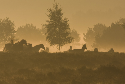 zit al m'n foto's weer even te doorzoeken en vond deze toch ook wel leuk vooral door die staart van het linkse paard.
dit is de laatste van deze serie zal jullie er verder niet mee vervelen, maar ben er zelf nog steeds enthousiast over