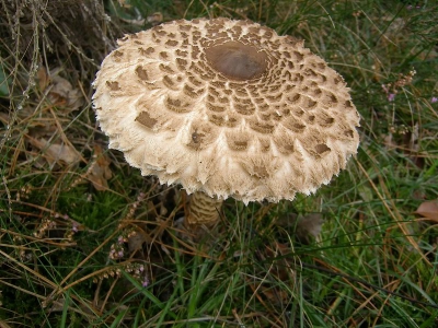 Bewolkte dag, verscholen achter paar struiken, maar wel dichtbij een voetpad. De volgende dag was hij al vertrapt.