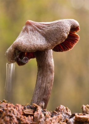 Vandaag weer even bij deze zwammen wezen kijken. Ik heb al eerder een afbeelding geplaatst maar toen waren ze nog erg jong. Zie link http://www.nederpix.nl/album_page.php?pic_id=69969

Ze groeien daar allemaal in en rond het mos en een aantal staan tegen een verrot stammetje aan, net zoals deze. Nu zijn de meesten volgroeid of zelfs al aan het verrotten. Hier een wat ouder exemplaar die zijn beste tijd gehad heeft. Vanochtend was het nog kleddernat na een laatste bui. toen de laatste druppels vielen stond ik in het bos. Maar ik was toch mooi op tijd want de regen en bewolking trokken weg en maakte plaats voor een paar zonnestralen. Er hing nog een laatste, lang gerekte druppel aan de zwam die er niet zo lang meer zou hangen. Helaas kon ik niet met de tripod werken dus dan maar weer plat op de grond, camera op een handoekje, spiegel opgeklapt en afgedrukt met de afstandbediening. Natuurlijk ging ik voor de hangende druppel maar het geluk was aan mijn zijde want de druppel viel net toen ik af drukte waardoor je dit effect krijgt.

Canon 40D + Sigma 150mm F2.8