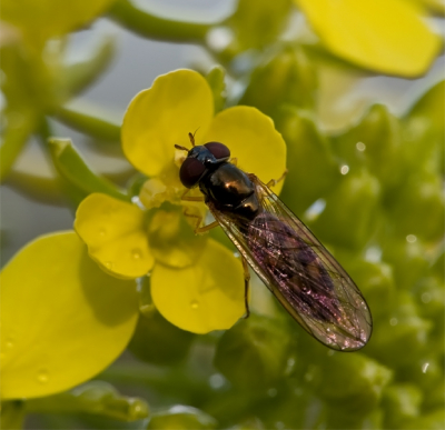 Dit exemplaar zat op de bloem wat wat mosterdzaad? Viel niet mee met die wind.

Eerste keer dat ik insecten fotografeer dus ik zou niet weten hoe die heet. Iemand anders een idee?

Canon 40d + Sigma 150mm F2.8 vanaf statief, opgeklapte spiegel met a.b.