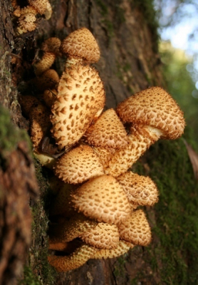 Dit waren de enige gele aardappelbovisten die ik tegen kwam in het "bos". Ze groeiden vlak langs het wandelpad.