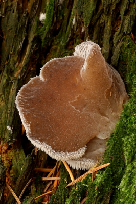 Stekeltrilzwam (IJszwammetje) 
Het vruchtlichaam van deze trilzwam komt voor op sterk vermolmd naaldhout (stronken en geschilde stammen), op voedselarme zandgronden.