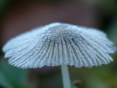 Hier nog een zwammetje die voor zover mij bekend nog niet in het album 'Paddestoelen en korstmossen' vermeld wordt.