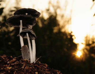 deze paddestoelen stonden op een klein bergje houtsnippers en de zon was ook  net aan het onder gaan dus die er maar bij gedaan.