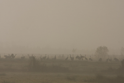 Toen de mist een beetje optrok kwamen ze ineens tevoorschijn.