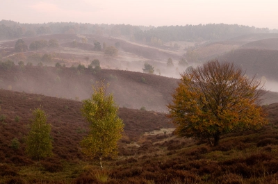 De Posbank, afgelopen donderdag. Dit maal met het licht mee gefotografeerd, 15 min vr zonsopkomst. De omstandigheden waren super. Mooie nevel en prachtige herfstkleuren.