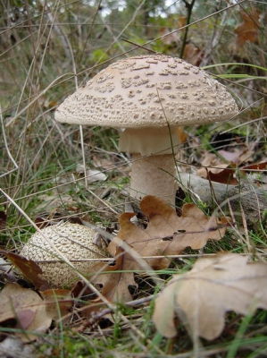 Vorige week nog lekker warm weer na een paar vochtige dagen. Veel jonge paddestoelen dus, waaronder deze adonis onder de parelamanieten. Eetbaar, maar makkelijk te verwisselen met de dodelijk giftige panteramaniet. Dus heb ik hem maar niet in de soep verwerkt. Is-ie eigenlijk ook veel te mooi voor.